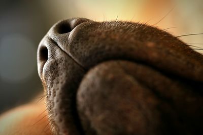 Close-up of a dog's nose