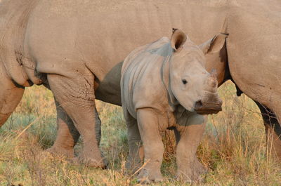 Elephant standing in grass