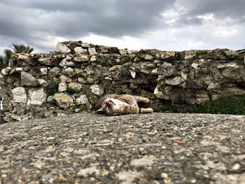 View of a cat on the wall