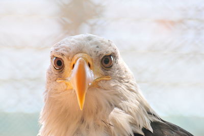 Close-up portrait of bald eagle