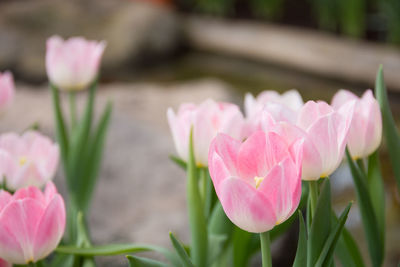 Close-up of pink crocus flowers
