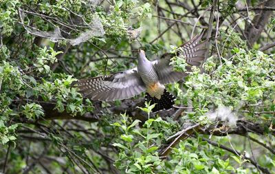 Bird flying in a tree