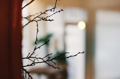 Close-up of plant against wall