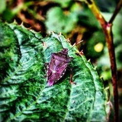 Close-up of insect on plant