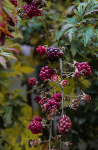 Close-up of berries growing on plant