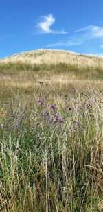 Scenic view of grassy field against sky