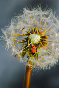 Close-up of dandelion on plant