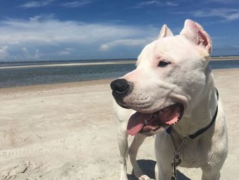 Pit bull terrier standing at beach against sky