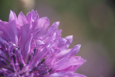 Close-up of pink rose flower