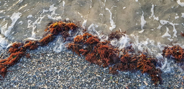 High angle view of rocks on sea shore