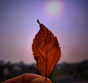 Close-up of hand holding maple leaf