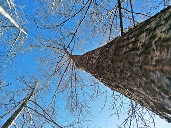 Low angle view of bare tree against clear blue sky