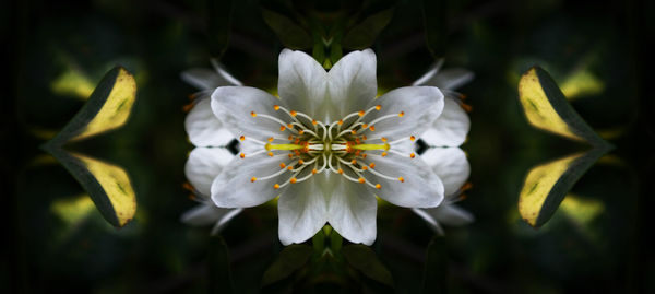 Close-up of flowers blooming outdoors