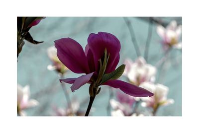 Close-up of pink flowering plant