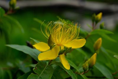 Close-up of yellow flowering plant