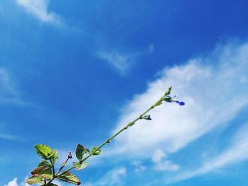 Low angle view of flowering plant against blue sky