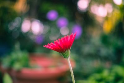 Close-up of pink flower