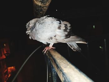 Close-up of bird perching on wood