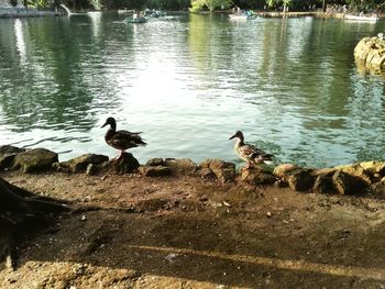 Birds swimming in lake