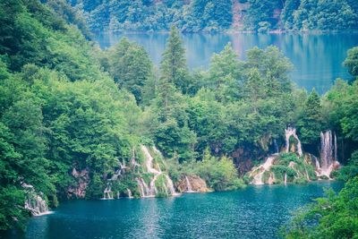 Scenic view of lake amidst trees in forest