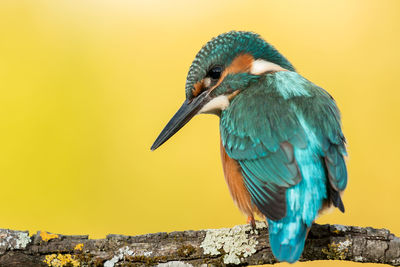 Close-up of bird perching