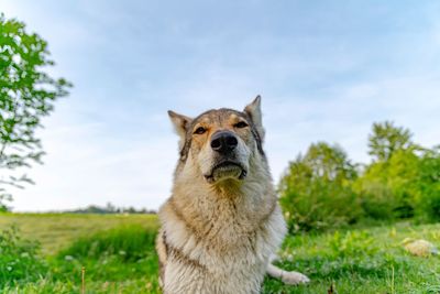 Portrait of a dog on field