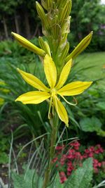 Close-up of yellow flower