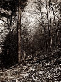 Bare trees against sky