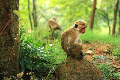 Monkey sitting on rock in forest