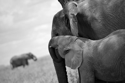 View of elephant on field