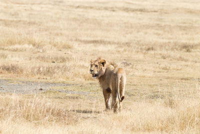 Full length of a cat on landscape