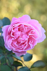 Close-up of pink rose