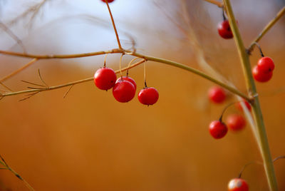 Close-up of cherries on tree