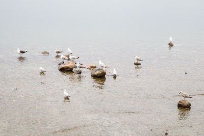 Birds in water