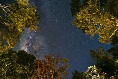 Low angle view of trees against star field