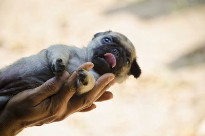 Close-up of hand holding outdoors