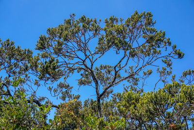 Low angle view of trees against blue sky