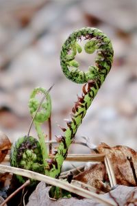 Curled up fern in the forest