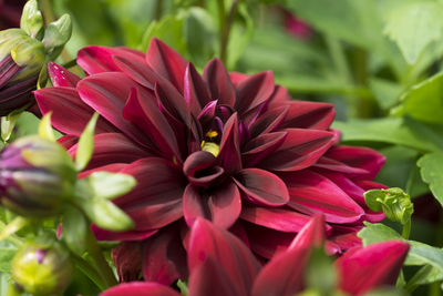 Close-up of pink dahlia flowers