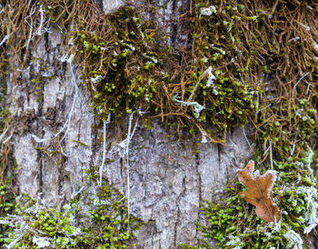 Close-up of lichen on tree trunk