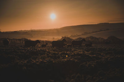 Silhouette sheep on landscape against sky during sunset