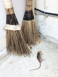 Dead rat by brooms against wall