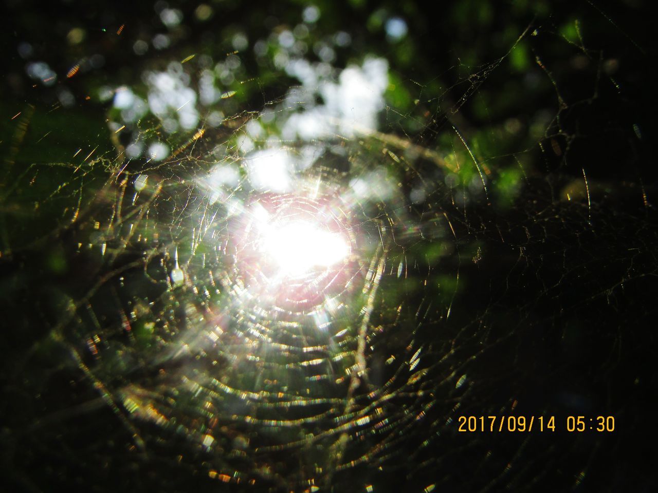 sunlight, no people, nature, growth, close-up, sun, spider web, outdoors, low angle view, web, day, beauty in nature, tree