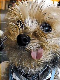 Close-up portrait of dog