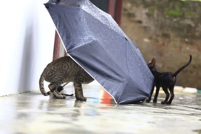 Side view of a dog walking on cat