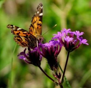 Close-up of butterfly on purple flower