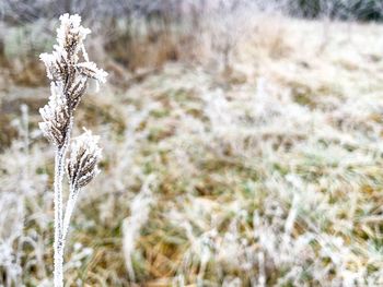 Close-up of frozen plant on field