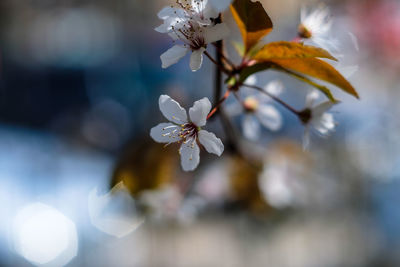 Close-up of white cherry blossoms