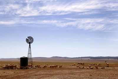 Windmill on field against sky