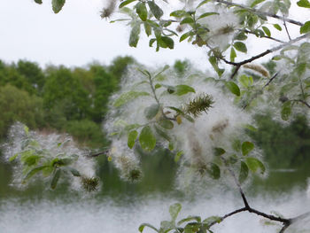 Close-up of plants against trees